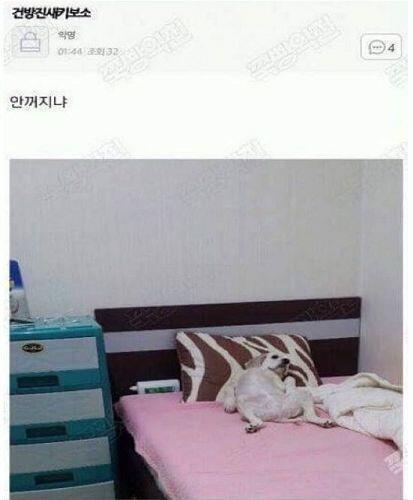 댕댕이 관련 웃짤