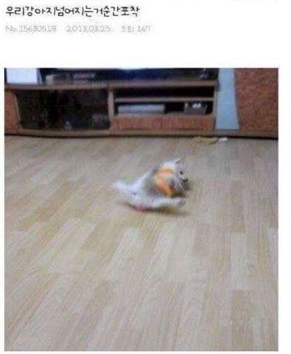 댕댕이 관련 웃짤