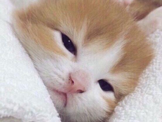 애기고앵이 뽀송뽀송