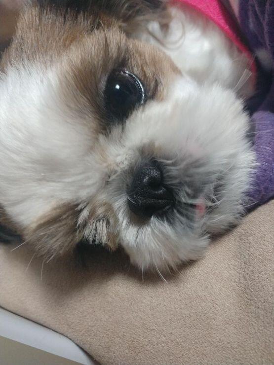 혀빼꼼