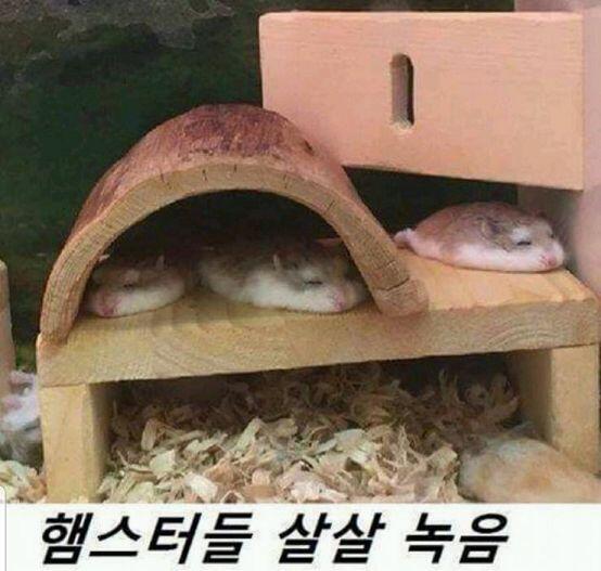 커----엽