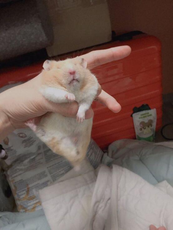 찌뿌 사실 제일 귀여운짤은 움짤이 따로있는데 여긴 jpg밖에 못올려서...ㅠㅠ