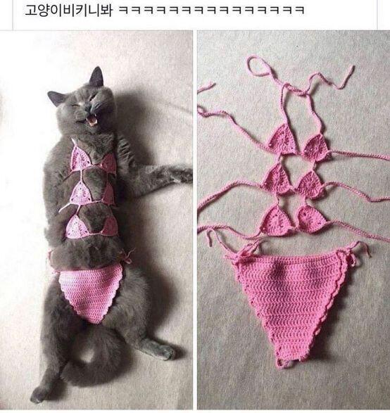 우리 야옹이 뱃살 엄청 출렁거리던데... 울 냥이도 까보면 저럴까봐 두렵다