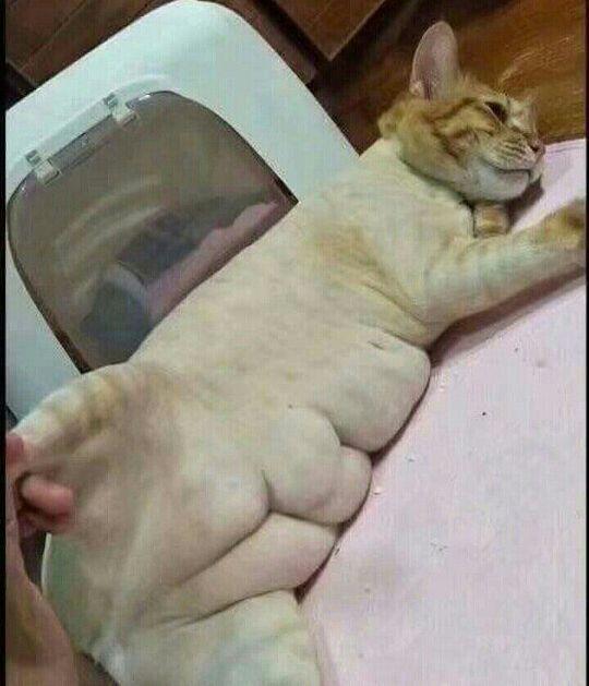 우리 야옹이 뱃살 엄청 출렁거리던데... 울 냥이도 까보면 저럴까봐 두렵다