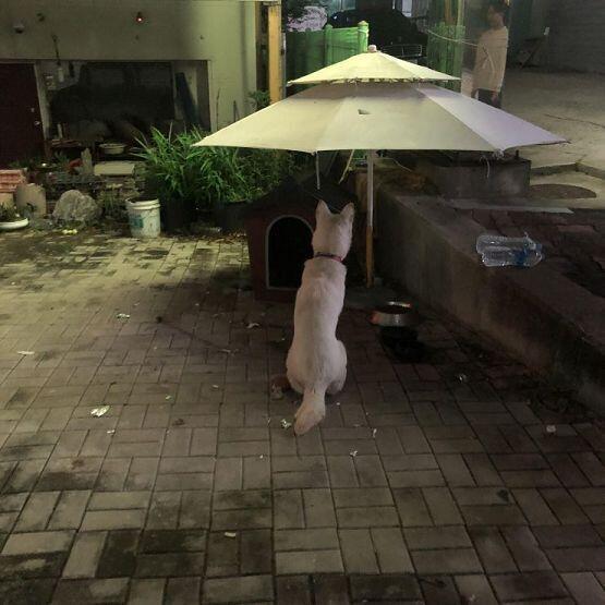 고냥이 멍멍