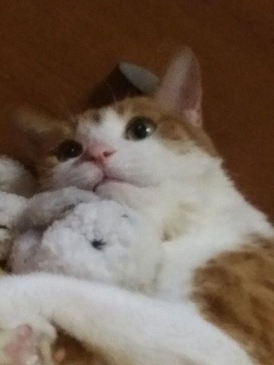 고양님