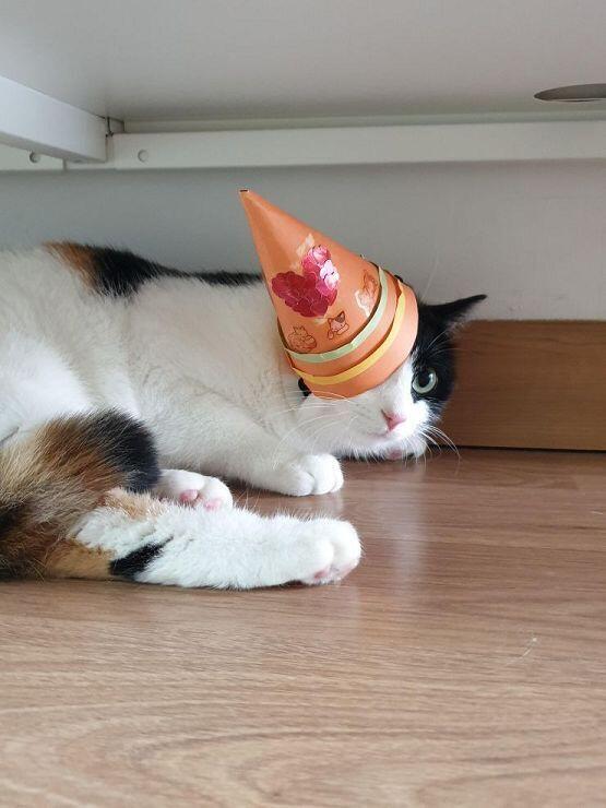 ㅇㅐ옹이 두마리