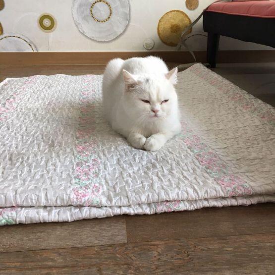 친구네 냥냥쓰