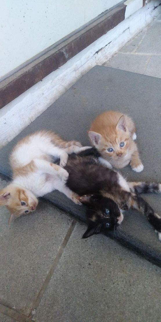 다들 아기 냥이 좋아하니? 쪼꼬미들 구경하고 가