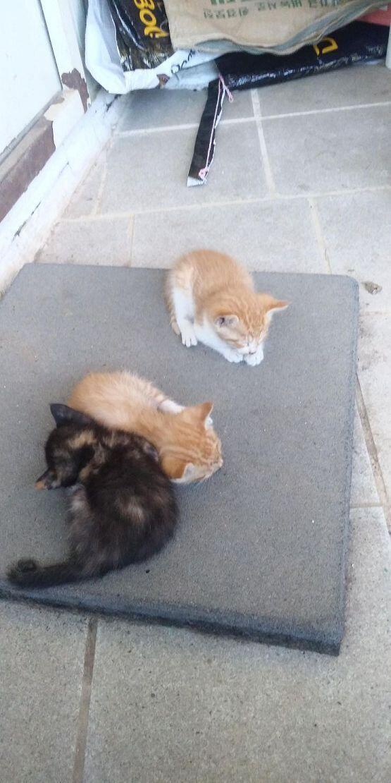 다들 아기 냥이 좋아하니? 쪼꼬미들 구경하고 가