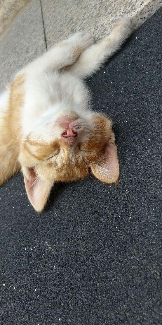 다들 아기 냥이 좋아하니? 쪼꼬미들 구경하고 가