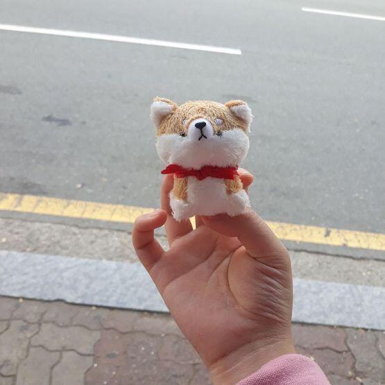생존신고! 외출 할 일 생겨서 나왔는데 미션을 위해 시바를 데리고 나왔다!!