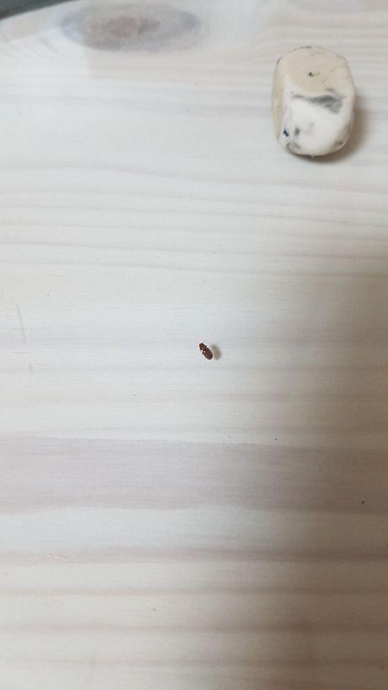 벌레 사진 미안한데 이 새끼 뭔지 알려줄 사람... 어디서 자꾸 나오는지 여름에서 가을 쯤에 자꾸 돌아다녀ㅠㅠ 싸그리 다 잡아죽이고 싶은데 어디
