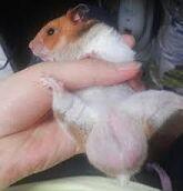 >>841 이거 사실 고증틀림 햄서터 불X은 요렇게 생겼땅 암컷이라면 할말은 읎지만