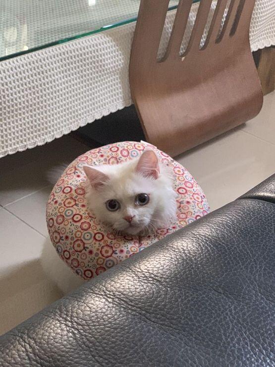 고마워서 고양이 사진 놓구가