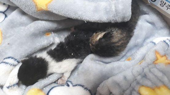 따뜻한 수면바지 깔아줬어 ㅠㅠㅠㅠ