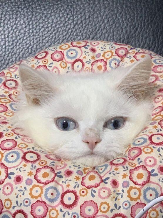 고마워서 고양이 사진 놓구가