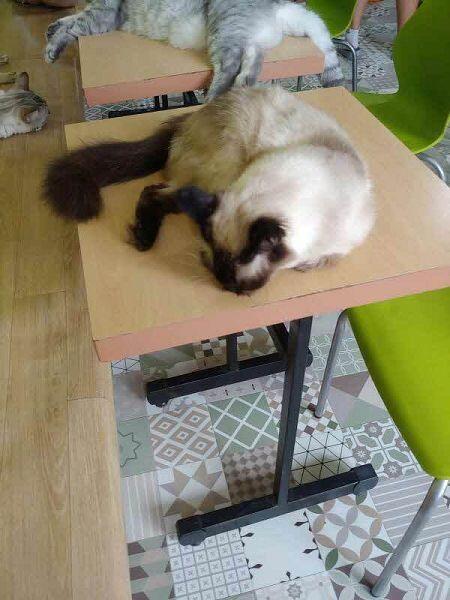 흑.. 죽고 싶다 방금 실수로 고양이 사진 하나 삭제했어..