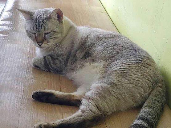 흑.. 죽고 싶다 방금 실수로 고양이 사진 하나 삭제했어..