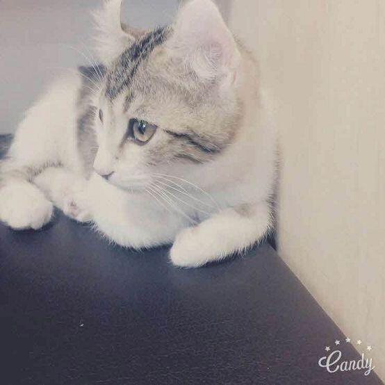 나 사진 올릴 수 있게 돼서 올릴래 길가에 개냥이랑 냥카페 개냥이 근데 돌아갔네