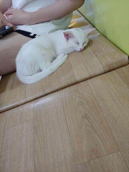 흑.. 죽고 싶다 방금 실수로 고양이 사진 하나 삭제했어..