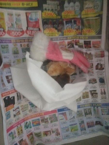 신문지가 너무 더러워져서 다른걸로 바꿨고 그 밑에 핫팩을 깔았어. 천이랑 작아져서 안쓰는 털장갑을 덮어줬는데 역시 역부족인것 같아.