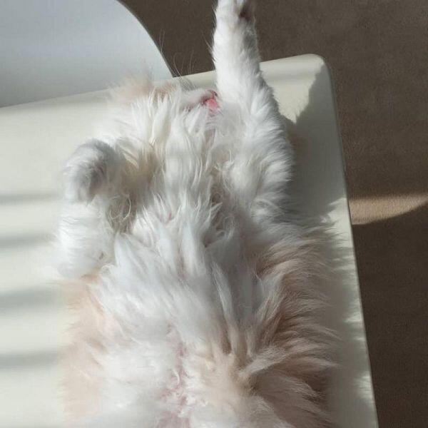 꾸웩