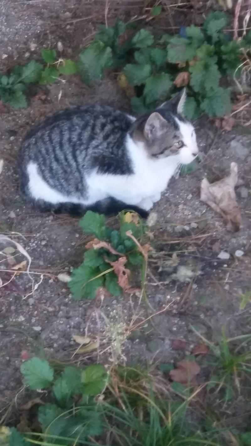 고양이 사진이다!
