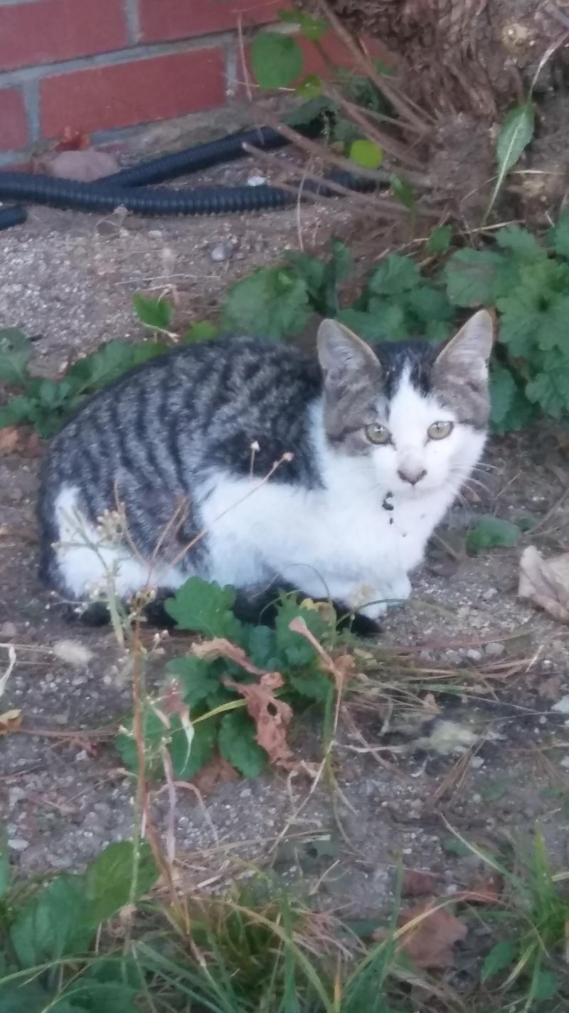 고양이 사진이다!