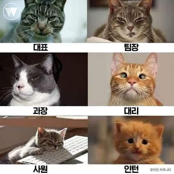 냥