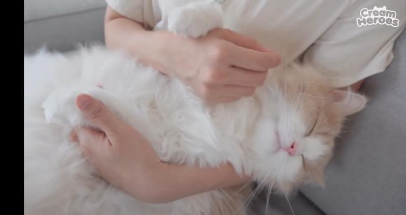 냥