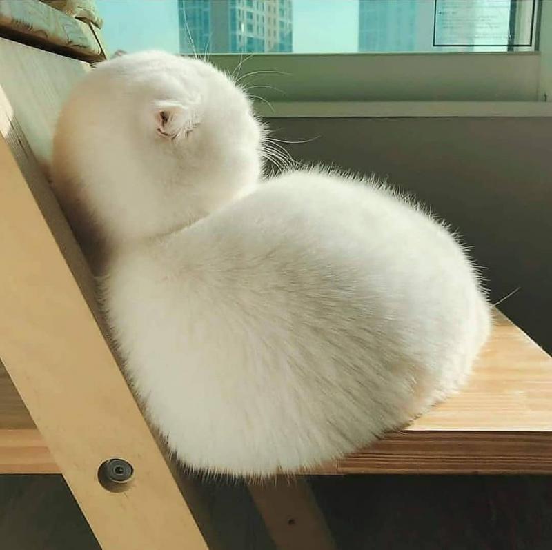 냥