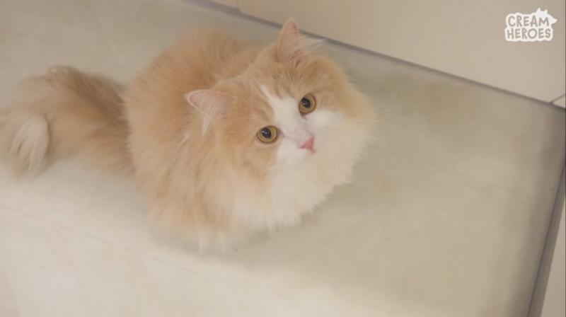 뽀오