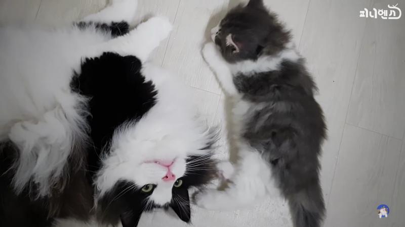 이건 정말 나만 볼 수 없어 진짜로. 다들 이 유튜브 보자 냥님들 세상 예쁘다...
