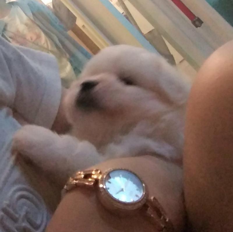 우리 집 복덩이 두부