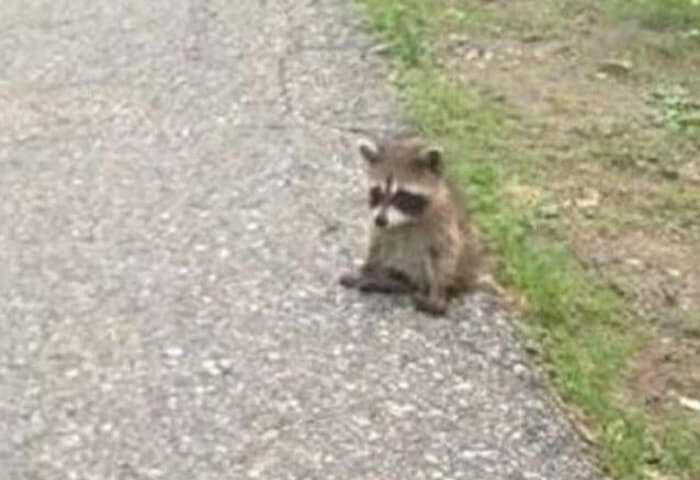 🦝