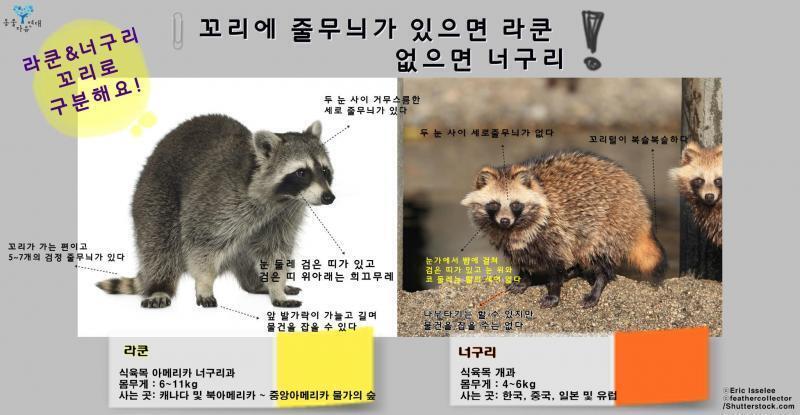 후 충격적인 사실을 알려줘야겠군 넌 사실.... 너구리가 아니라 라쿤이야
