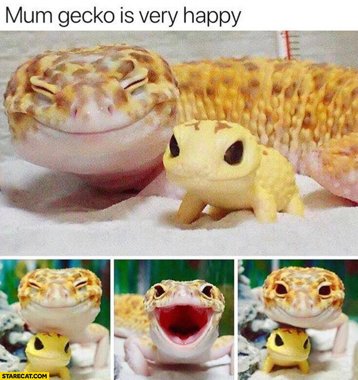 gecko๋ผ๋ ๋๋ง๋ฑ์ธ๋ฐ ์์ฒญ ๊ท์ฌ์......