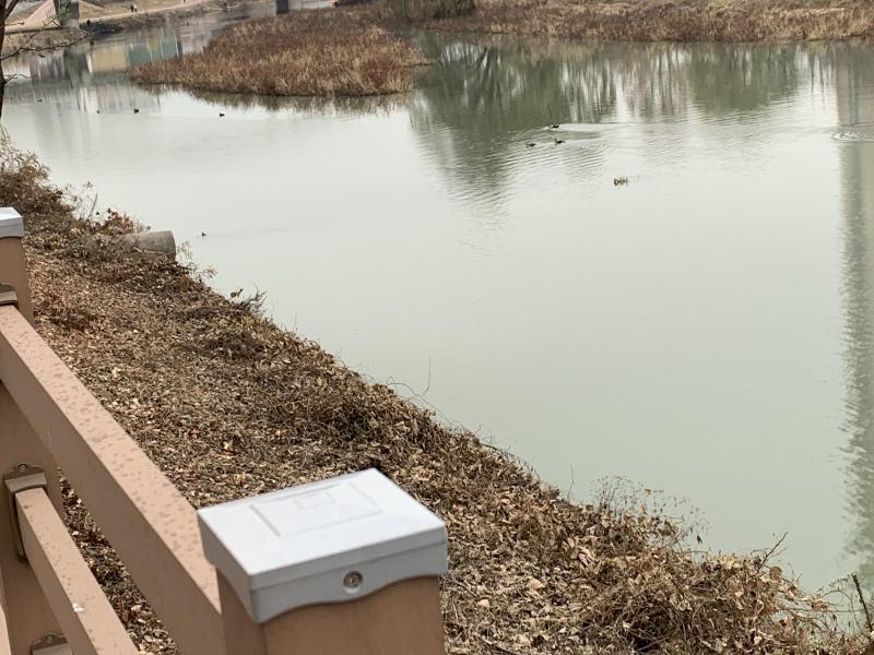 저렇게 터널을 지나 가보니 옆강에 오리 몇마리가 헤엄친 걸 볼 수가 있었는데 새끼오리도 보여서 귀여웠다ㅎㅎ 걷다가 멈춰서 강 구경하고 실은 오리