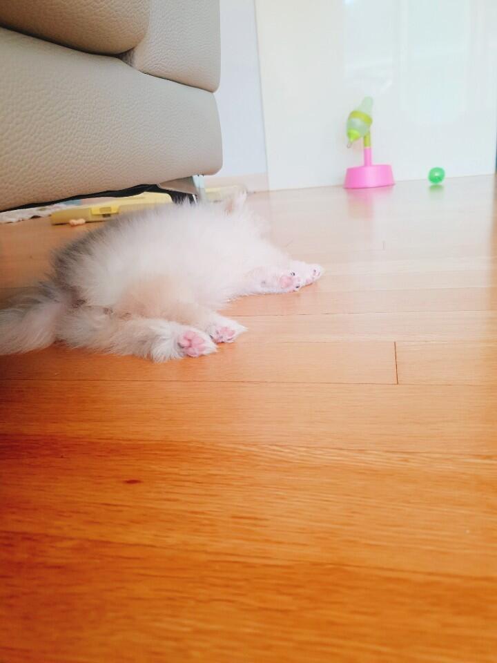 >>14 우리아가를 좋아해주다닝 !! 궁디도 좋아해조