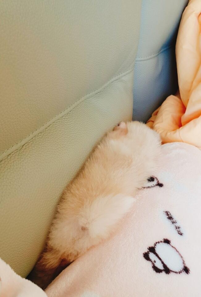 >>14 우리아가를 좋아해주다닝 !! 궁디도 좋아해조