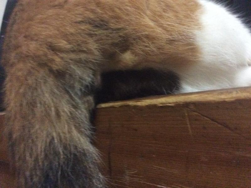 (소근소근) 스레주한테만 알려주는건데, 울냥이 궁디 한짝은 까망색이고 한짝은 크림색이야