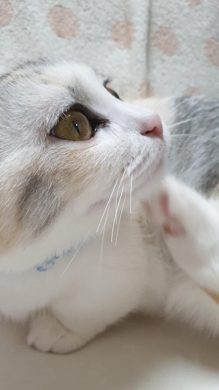 언니네 주인님도!