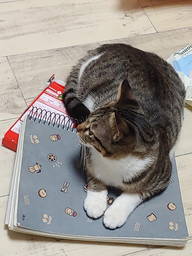 한다. 나도. 심호흡. 귀엽다. 우리집. 고양이.