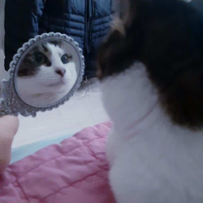 생일 쭈카해!!!!! 선물로 우리집 고양이 사진 줄게