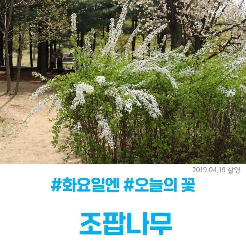 조팝나무