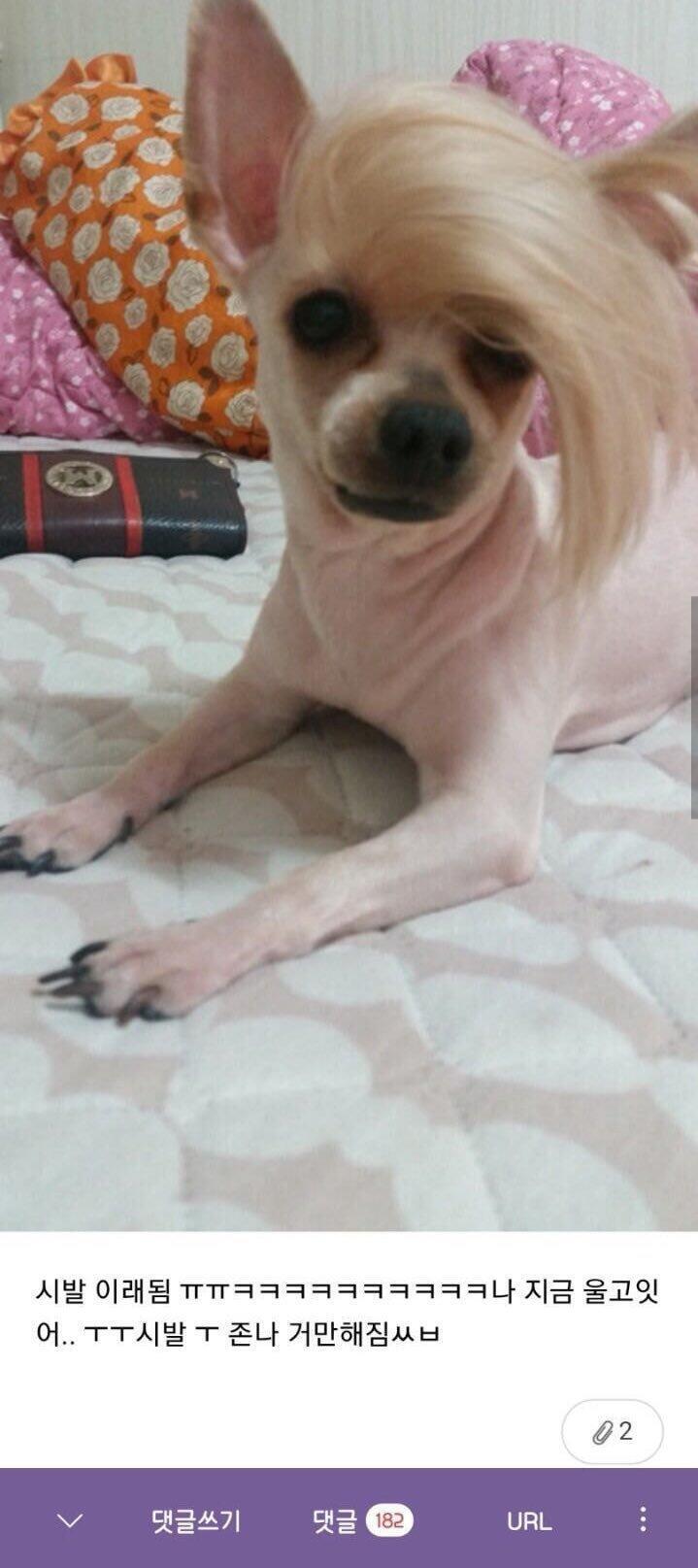 마지막은 내 스레딕 역사상 중 가장 기억에 남고 임팩트가 큰 짤...