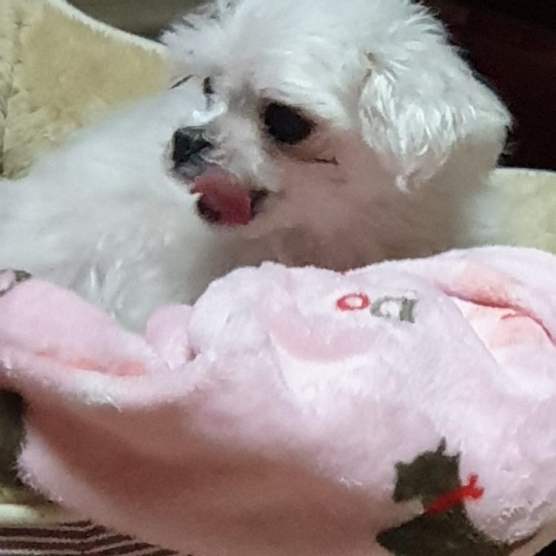 아유귀여워;