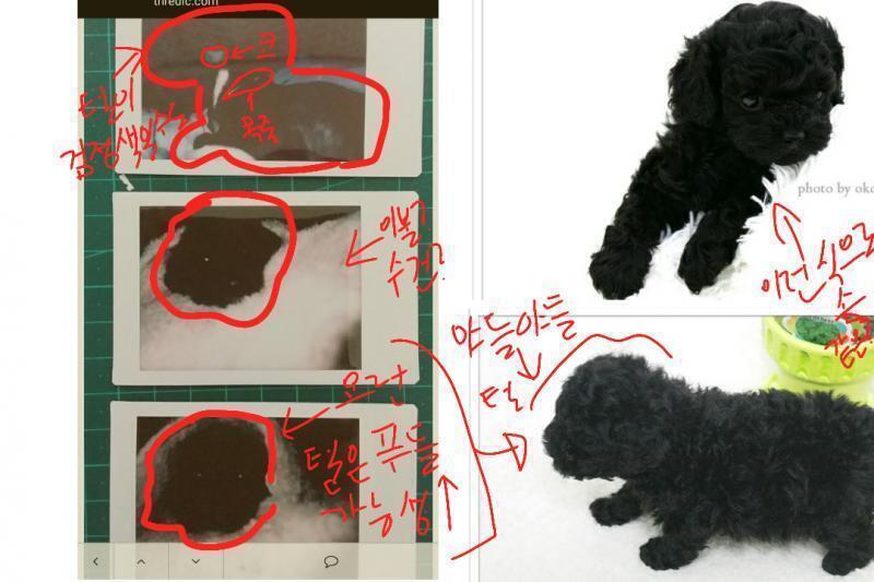 으미...털이 검정인것같은디 어두울때찍으면 그렇지않나 근데 개 못키우는게 쎄한데 일단 사진 왜 푸들로봤는지... 사진출처구글링