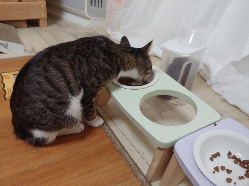 얘들아 얘들아 제발 진정해 우리집 고양이 밥먹는거 봐 빨리